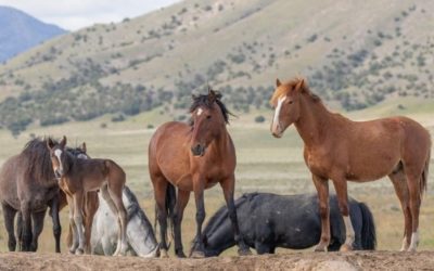 Herd Stallions: The Cooperative Nature of Leadership
