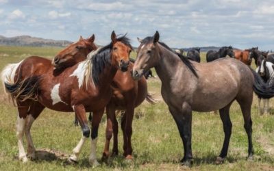 Discover the 5 Levels of Horse Relationships: From Arriving to Becoming a Leader