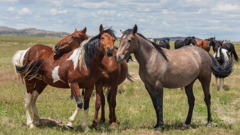 Discover the 5 Levels of Horse Relationships: From Arriving to Becoming a Leader