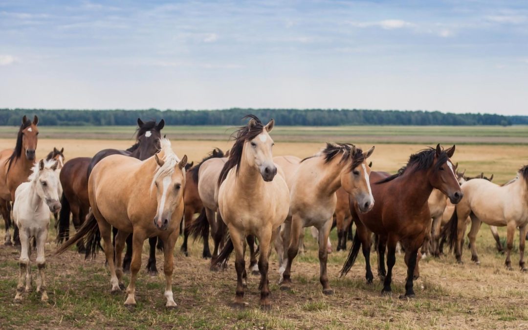 Wild Horses and People: How we can bridge the Gap between us