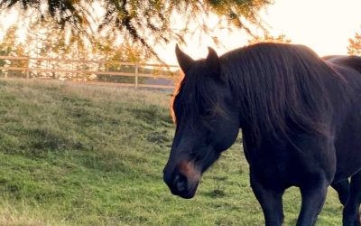 Transforming Horse-Human Relationships for a Journey of Healing and Connection!