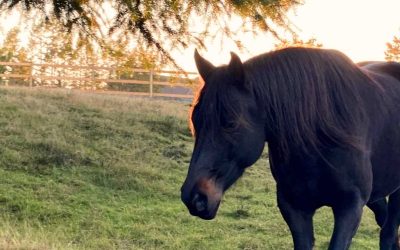 Transforming Horse-Human Relationships. A Journey of Healing and Connection!