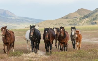 Being Herd: Understanding the Natural Herd Structure of Wild Horses