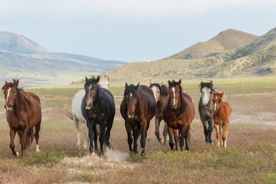 Being Herd: Understanding the Natural Herd Structure of Wild Horses
